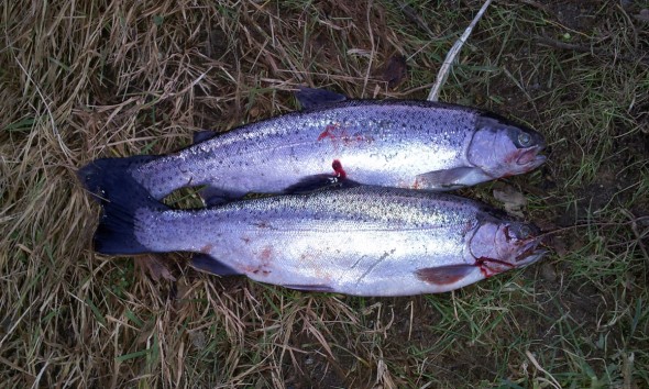 Forellen gefangen am Steinwedeler Teich