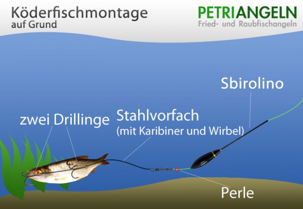 Köderfischmontage auf Grund