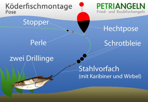 Köderfischmontage mit Pose