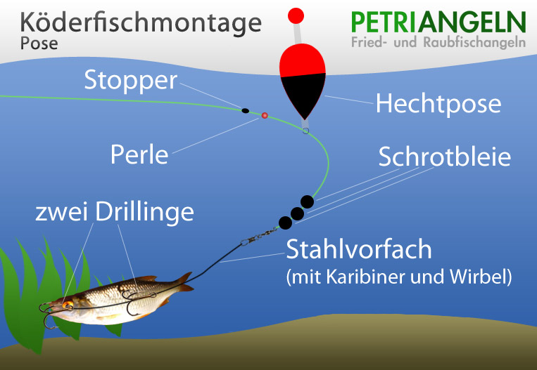 Köderfischmontage mit Pose