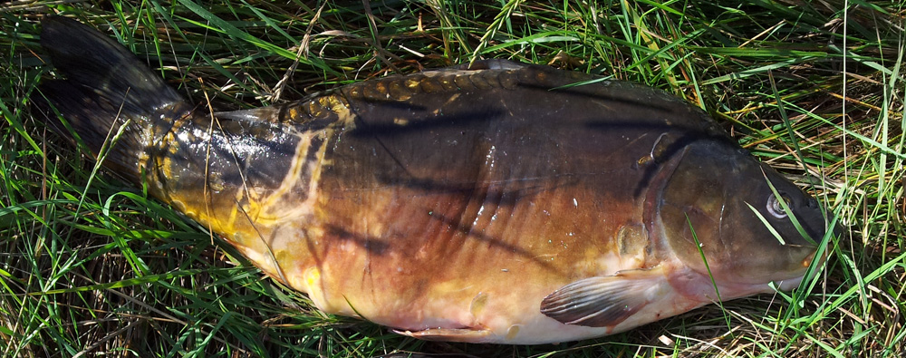 Spiegelkarpfen aus der Aller (Fluss)