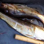Norwegen Fische: Dorsch, Köhler, Pollack, Lumb, Leng, Rotbarsch und Schellfisch (Teil 1)