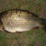 Schuppenkarpfen (44 cm) auf Dosenmais gefangen (Heeßeler Teich)