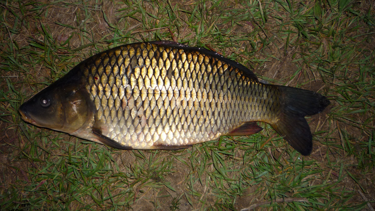 44cm Schuppenkarpfen Heeßeler Teiche