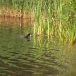 Wasservogel am Angelhaken - Was machen bei Ente, Haubentaucher und co.?