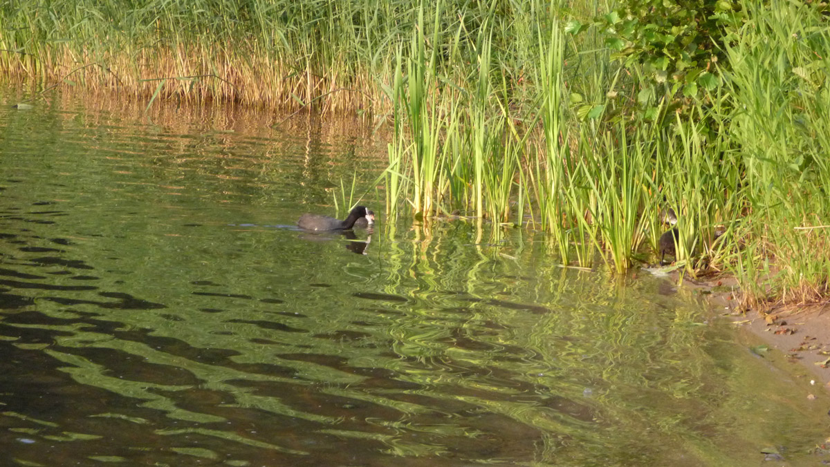 Achtung Wasservogel